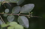 Chinese privet